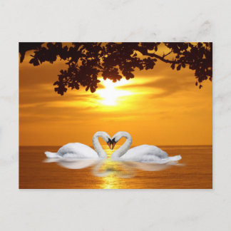 Schwäne Postkarte