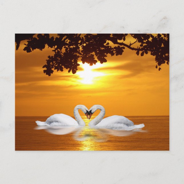 Schwäne Postkarte (Vorderseite)