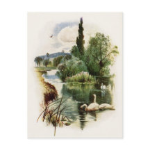 Schwäne schwimmen auf dem Teich