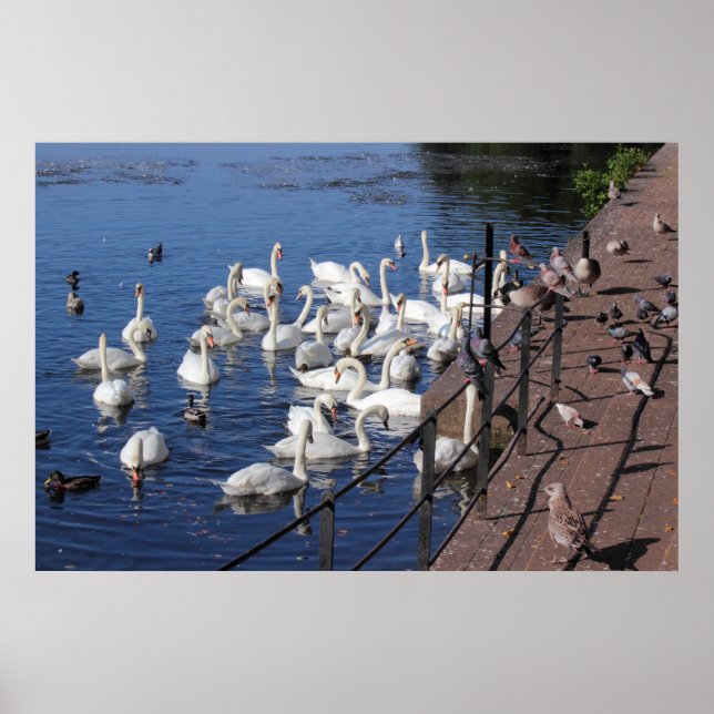 Schwäne und andere Vögel im Roath Park Lake Cardif Poster (Vorne)