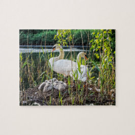 Schwäne und Cygnets