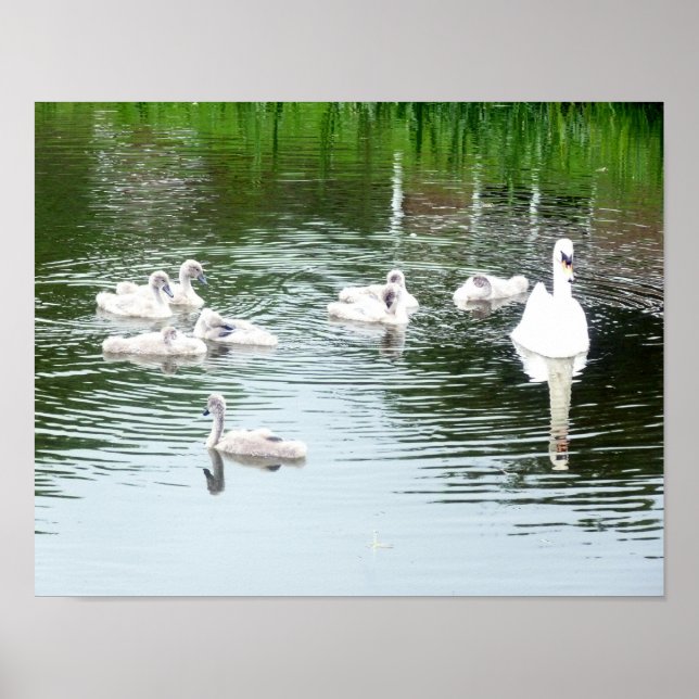 Schwanenfamilie Poster (Vorne)