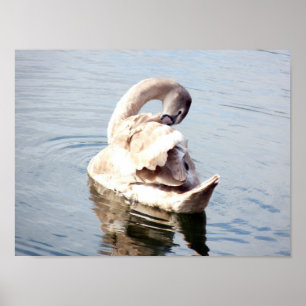 Schwanenkind putzt sich poster