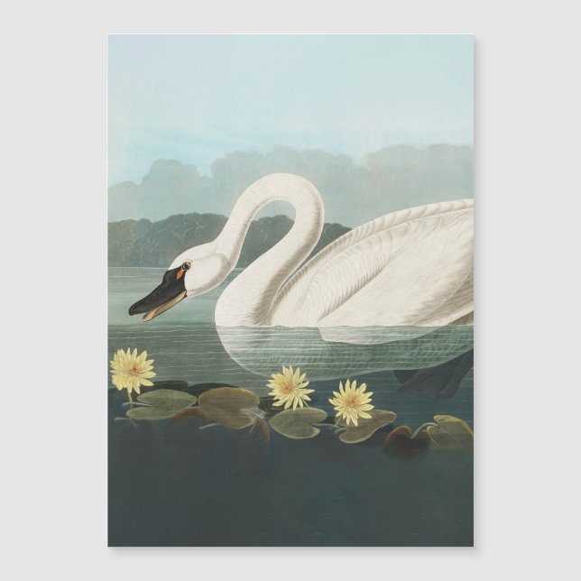 Schwanenschwäne Magnetkarte (Vorderseite)