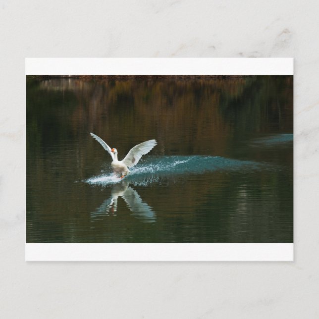 Schwanensee Postkarte (Vorderseite)