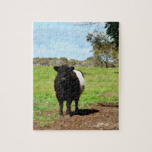 Schwangere weibliche Galloway Kuh,