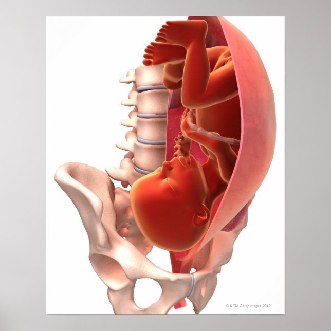 Schwangerschaft Poster (Vorne)