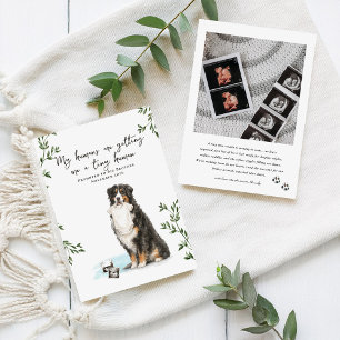 Schwangerschaftsankündigung Berner Sennenhund Ankündigung