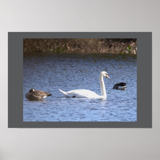 Schwanposter Poster (Vorne)