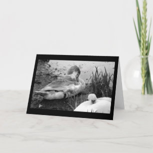 Schwansiesta-Karte Karte