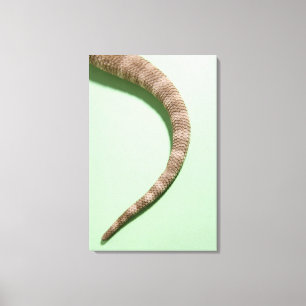 Schwanz des bärtigen Drachen Leinwanddruck