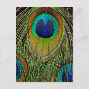 Schwanz-Federn für männliche Pfau Postkarte