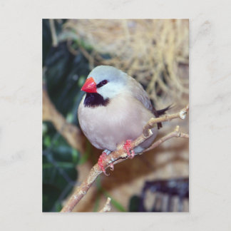 Schwanz-Finch Postkarte