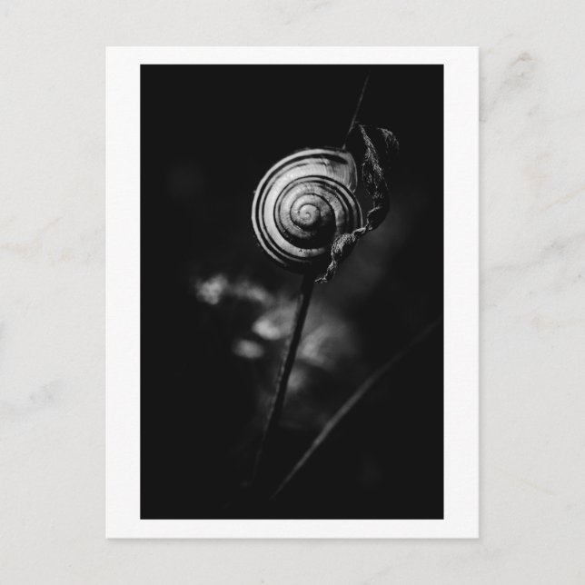 Schwanz Postkarte (Vorderseite)