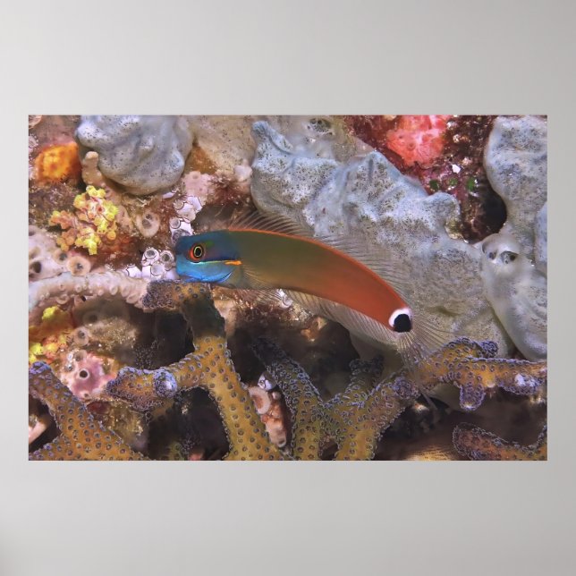 Schwanz Spot Blenny Poster (Vorne)
