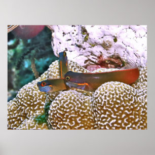 Schwanz Spot Blenny Trio Poster