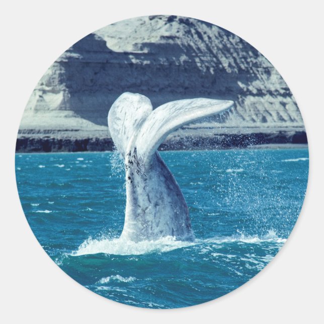 Schwanz von Whale - Argentinien Runder Aufkleber (Vorderseite)