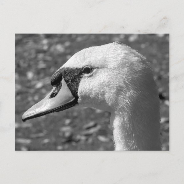 Schwänze Nah-up. Roath Park Lake, Cardiff, Wales Postkarte (Vorderseite)
