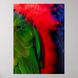 Schwänze von grünen und roten Vogelarten Poster