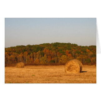 Schwänze von Hay