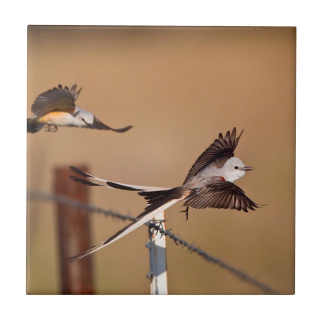 Schwanzflieger (Tyrannus Forficatus) Fliese (Vorderseite)