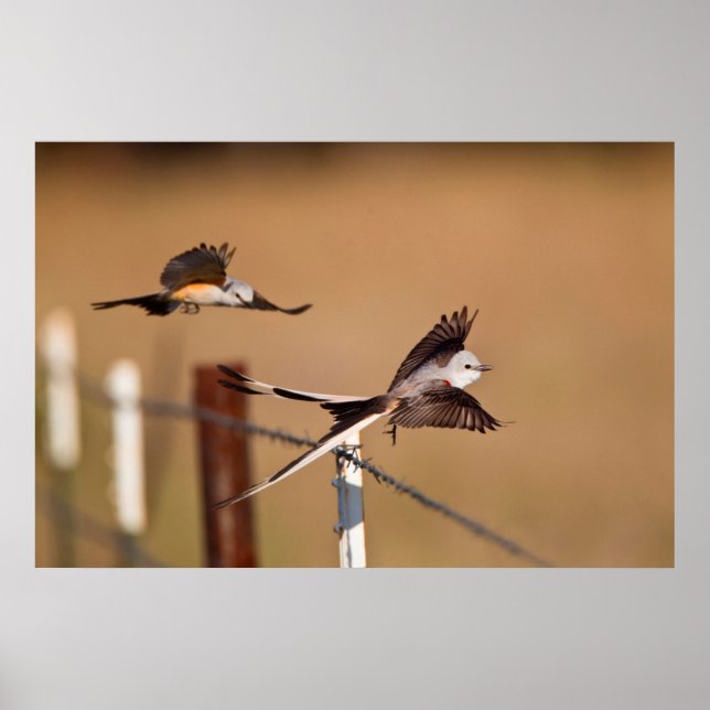 Schwanzflieger (Tyrannus Forficatus) Poster (Vorne)
