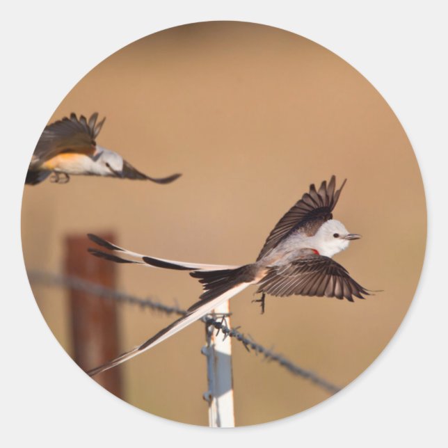 Schwanzflieger (Tyrannus Forficatus) Runder Aufkleber (Vorderseite)