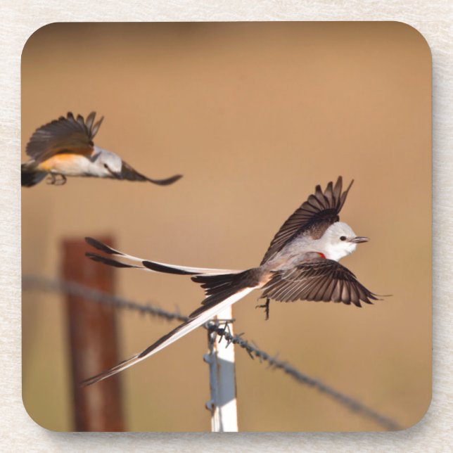 Schwanzflieger (Tyrannus Forficatus) Untersetzer (Vorderseite)