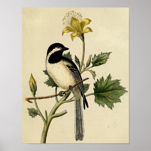 Schwanzmeise Poster (Vorne)