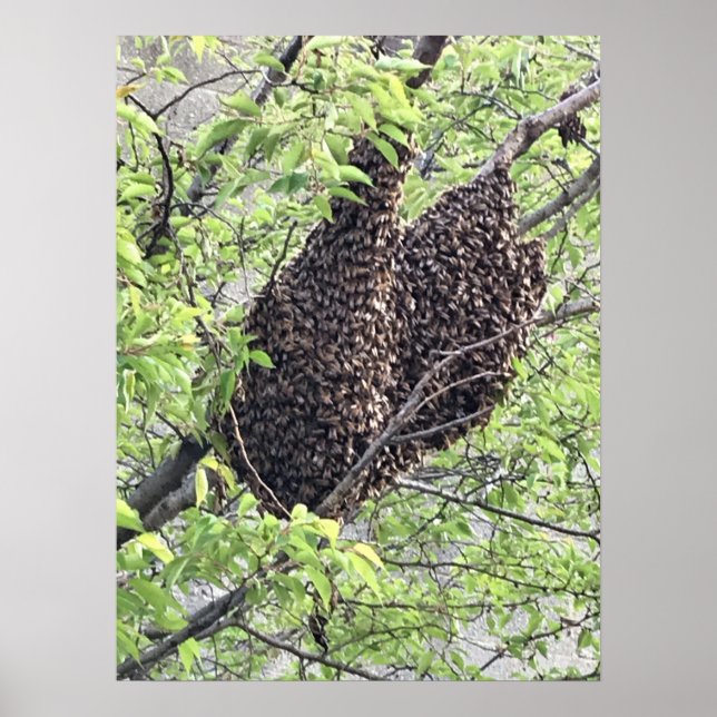 Schwarm der Bienen Poster (Vorne)