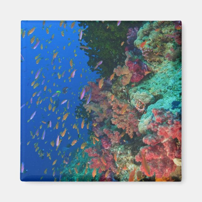 Schwarm-Feenglanzbarsche (Pseudanthias Magnet (Vorne)