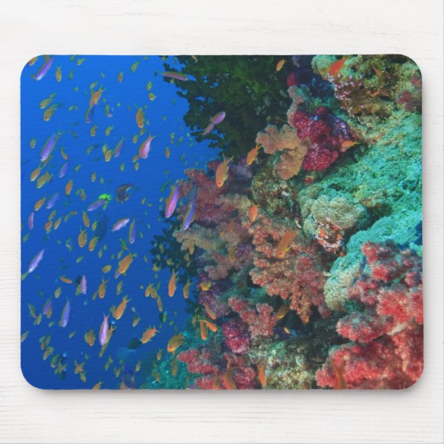 Schwarm-Schmetterlingsbärtlinge (Pseudanthias Mousepad (Vorne)