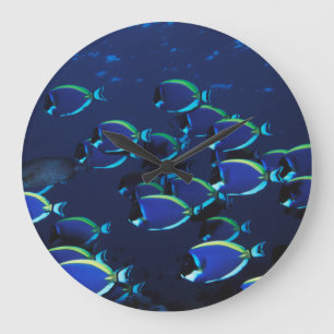 Schwarmbildung beim Segelflossendoktorfisch Große Wanduhr
