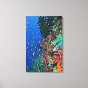 Schwarmbildung von Pseudanthias Leinwanddruck