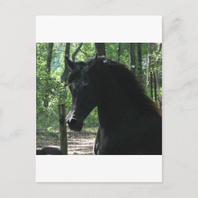 Schwarz-Arabian-Mare im Wald Postkarte (Vorderseite)