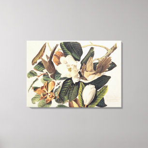 Schwarz-berechneter Kuckuck auf der Magnolie Leinwanddruck