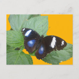 Schwarz, Blau Weiß Gepunktet Butterfly DIKT Postka Postkarte