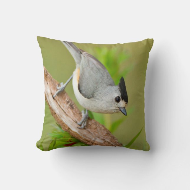 Schwarz-Crested-Titmouse Kissen (Vorderseite)