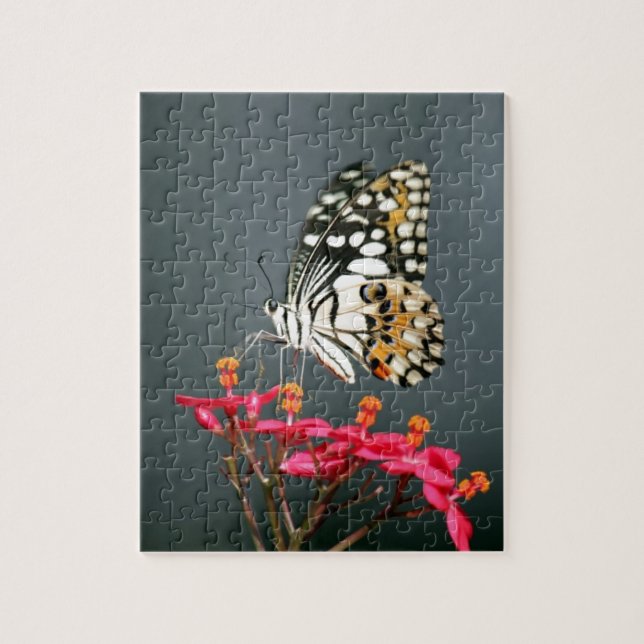 Schwarz-Gelb-Schmetterling auf rosa Blume (Vertikal)