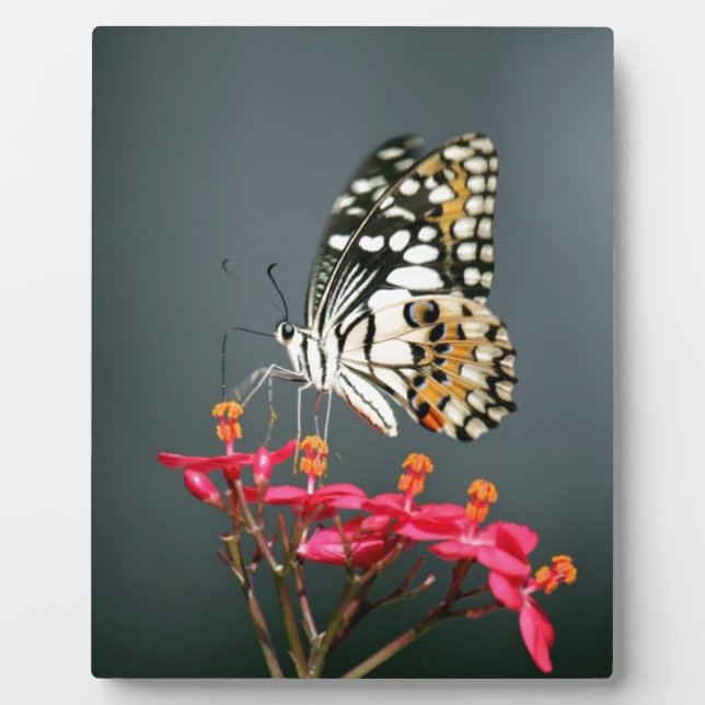 Schwarz-Gelb-Schmetterling auf rosa Blume Fotoplatte (Vorderseite)
