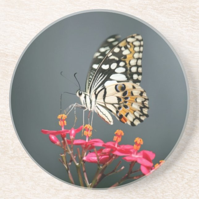 Schwarz-Gelb-Schmetterling auf rosa Blume Getränkeuntersetzer (Vorne)