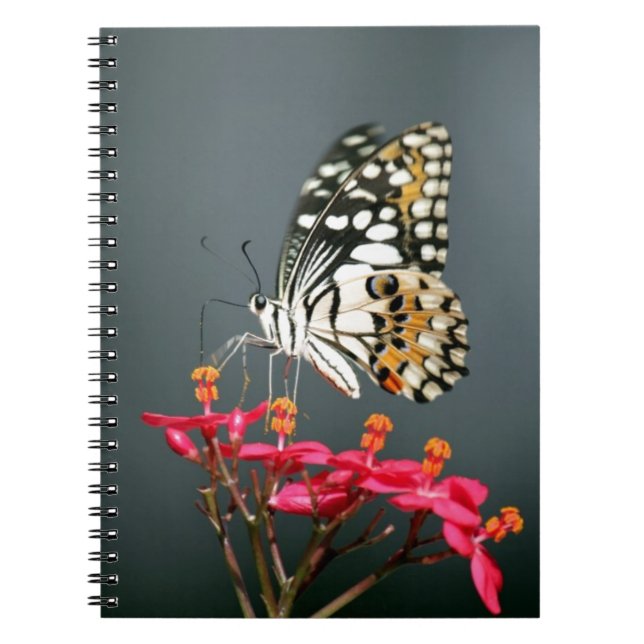 Schwarz-Gelb-Schmetterling auf rosa Blume Notizblock (Vorderseite)