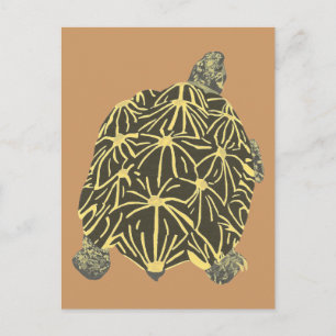 Schwarz-Gelb-Star-Tortoise, Postkarten malen