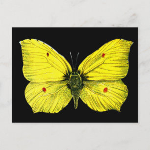 Schwarz-gelber Schmetterling Vintage-Illustration Postkarte