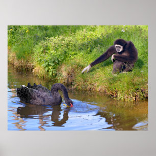 Schwarz-Gibbon und Schwarz-Schwan-Postkartenrectan Poster