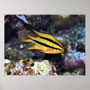 Schwarz-Gold-Damselfish Poster