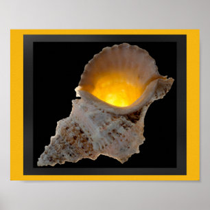 Schwarz-goldene tropische Muschel-Druckkunst Poster