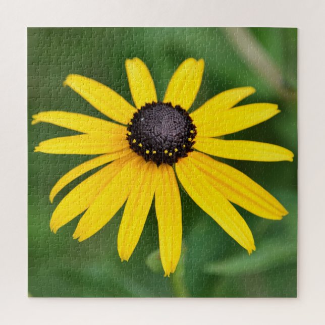 Schwarz Mit Augen Susan - 20x20 - 676 Stk. Blumenp (Vertikal)