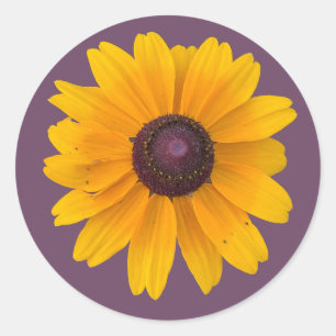 Schwarz-mit Augen Susan-Blume Runder Aufkleber