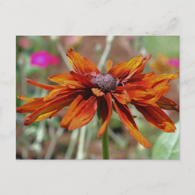 Schwarz Mit Augen Susan Flower Fotokarte Postkarte (Vorderseite)